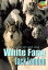 White Fang: The Wild Wolfdog Story (With Audiobook Link)Żҽҡ[ Jack London ]