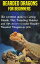 Bearded Dragons for Beginners