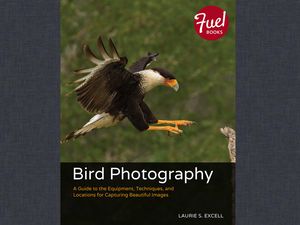 Bird Photography