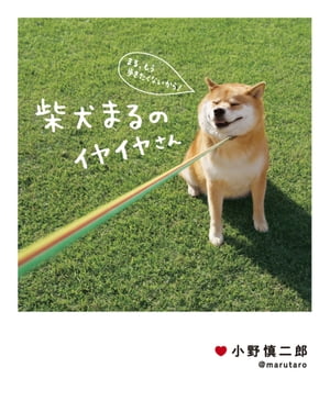 柴犬まるのイヤイヤさん