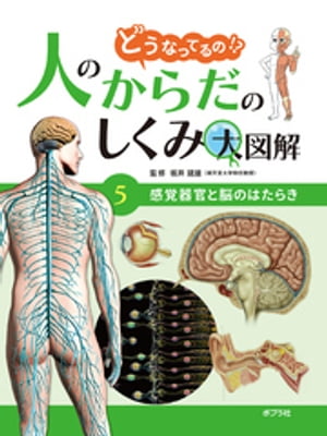 どうなってるの！？　人のからだのしくみ大図解　感覚器官と脳のはたらき【電子書籍】[ 坂井建雄 ]