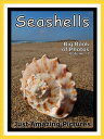 Just Seashell Photos! Big Book of Photographs & 