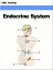 Endocrine System (Human Body)