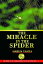 The Miracle in the Spider