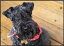 Kerry Blue Terriers for Beginners