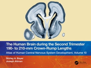 The Human Brain during the Second Trimester 190– to 210–mm Crown-Rump Lengths