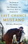 Last Chance Mustang