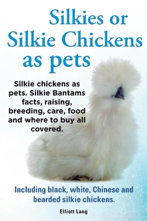Silkies or Silkie Chickens as pets. Silkie chickens as pets. Silkie Bantams facts, raising, breeding, care, food and where to buy all covered. Including black, white, Chinese and bearded silkie chickens.
