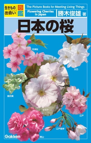 日本の桜【電子書籍】 勝木俊雄
