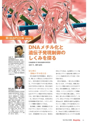 DNAメチル化と遺伝子発現制御のしくみを探る