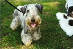 Cesky Terriers for Beginners