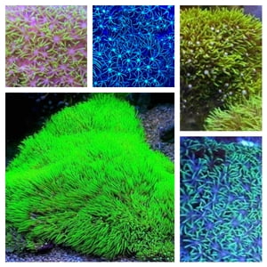 スタポ・マニア「スターポリプの飼育全般、増やし方、株分け法、食害対策など」 この1冊で飼育から株分けまで、全て完結！【電子書籍】[ 教 ]のサムネイル