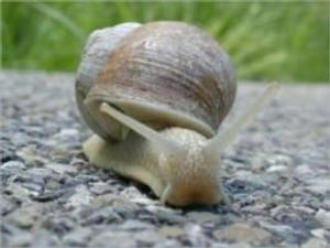 A Quick and Easy Guide on How to Get Rid of Snails