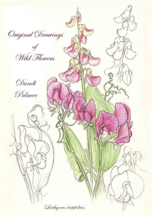 Original Drawings of Wild Flowers