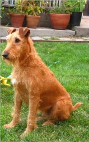 Irish Terriers for Beginners