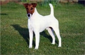 Smooth Fox Terriers for Beginners