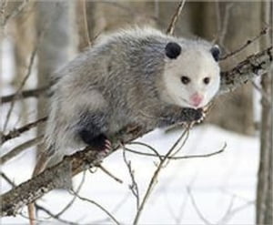 Getting Rid of Opossums