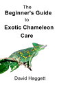 The Beginner's Guide to Exotic Chameleon Care【