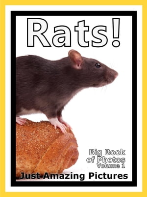 Just Rat Photos! Big Book of Photographs & Pictures of Rats, Vol. 1