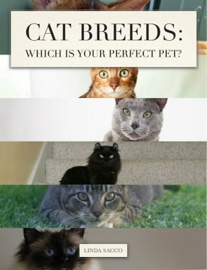 Cat Breeds: Which is Your Perfect Pet?