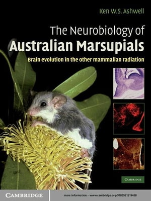 The Neurobiology of Australian Marsupials Brain Evolution in the Other Mammalian Radiation