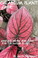 Caladium Plant Care