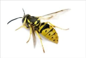 A Quick and Easy Guide on How to Get Rid of Yellow Jackets