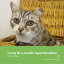 Caring for a cat with hyperthyroidism