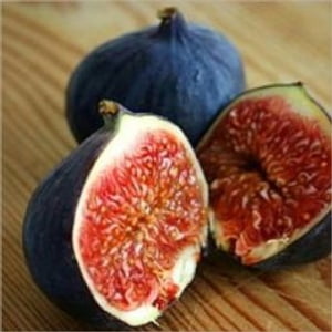 How to Grow a Fig Tree