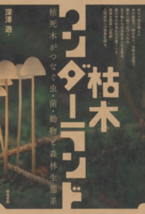 深澤 遊