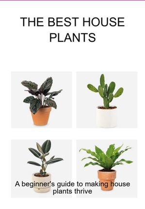 The Best House Plants