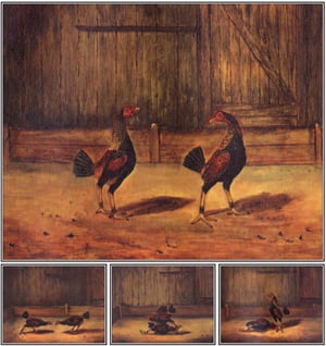 The Breeding and Management of Fighting Cocks