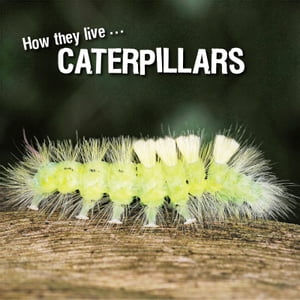 How they live... Caterpillars