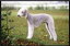 Bedlington Terriers for Beginners