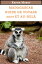 Madagascar guide de voyage 2024 et au-delà