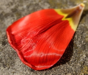 ŷKoboŻҽҥȥ㤨Back On TrackŻҽҡ[ Dolores Cort ]פβǤʤ146ߤˤʤޤ