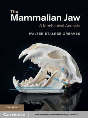 The Mammalian Jaw