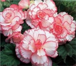 Growing Begonias For Beginners