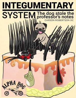 Integumentary System: Quick Review Notes Chapter 5