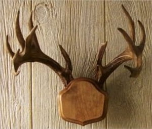 How to Mount Antlers