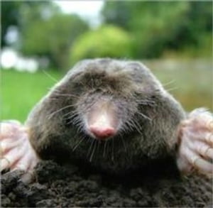 A Quick and Easy Guide on How to Get Rid of Moles