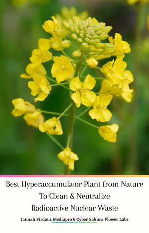 Best Hyperaccumulator Plant from Nature To Clean & Neutralize Radioactive Nuclear Waste