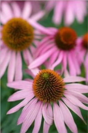 Growing Echinacea For Beginners