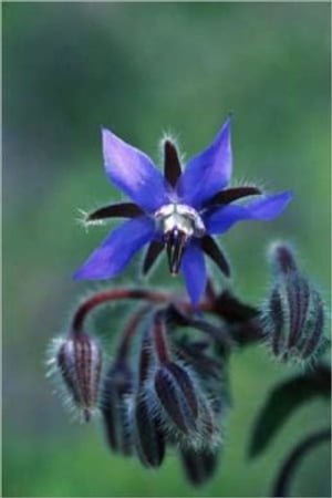 A Crash Course on How to Grow Borage