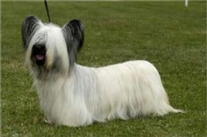 Skye Terriers for Beginners