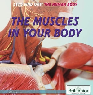 The Muscles in Your Body