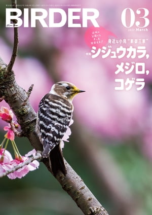 BIRDER2022年3月号