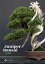 Juniper Bonsai Guide