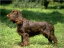 Field Spaniels for Beginners