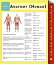 Anatomy (Human) (Speedy Study Guides)